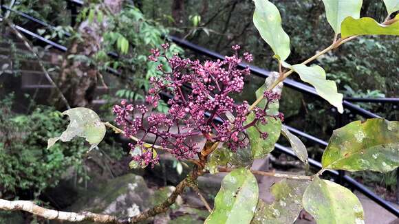 Image of Polyscias purpurea C. T. White