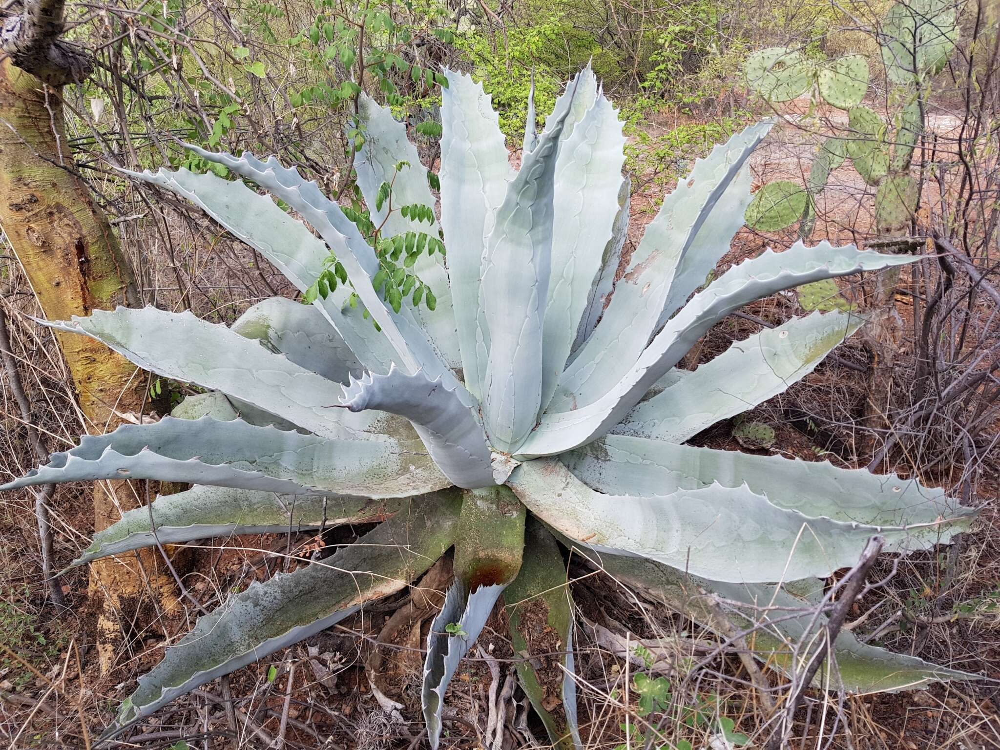 Image de Agave seemanniana Jacobi