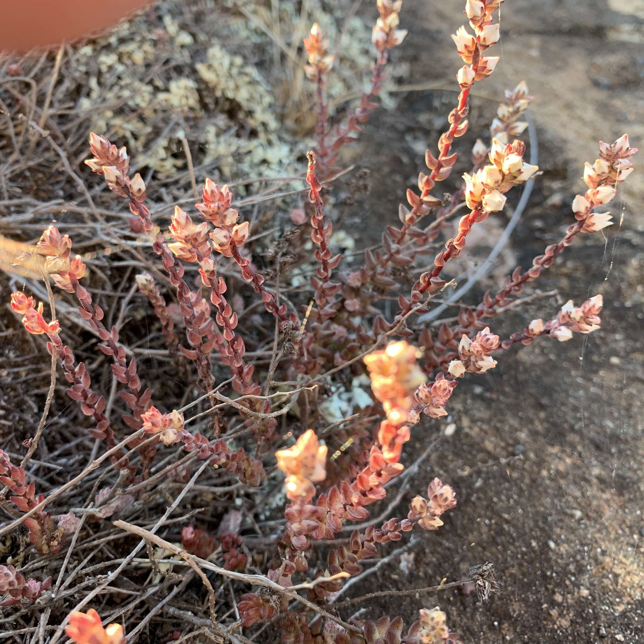 Image of Villadia albiflora (Hemsl.) Rose