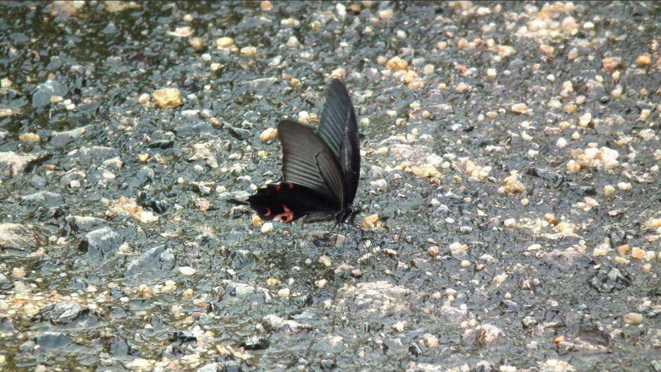 Image of Papilio protenor Cramer (1775)