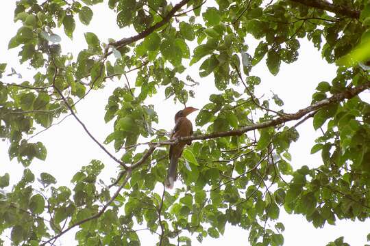 Image of Austen's Brwon Hornbill