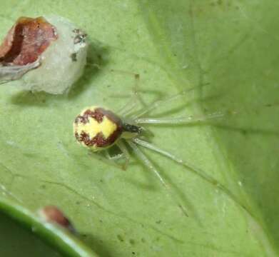 Image of Theridion varians Hahn 1833