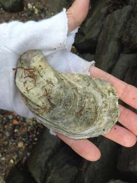 Image of Oyster