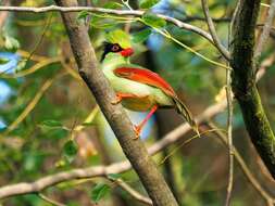 Image of Indochinese Green Magpie