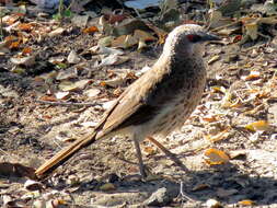 Image of Turdoides hartlaubii hartlaubii (Barboza du Bocage 1868)