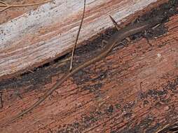 Image of Southern Weasel Skink