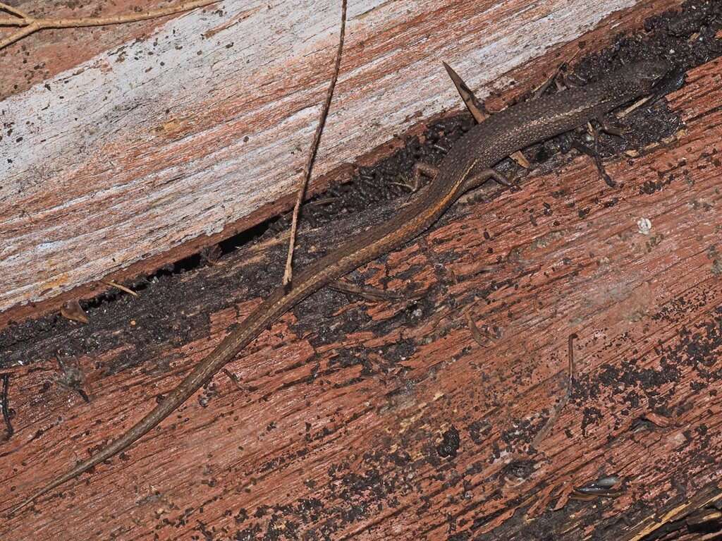 Image of Southern Weasel Skink