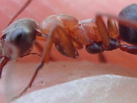 Image of Red-barbed ant