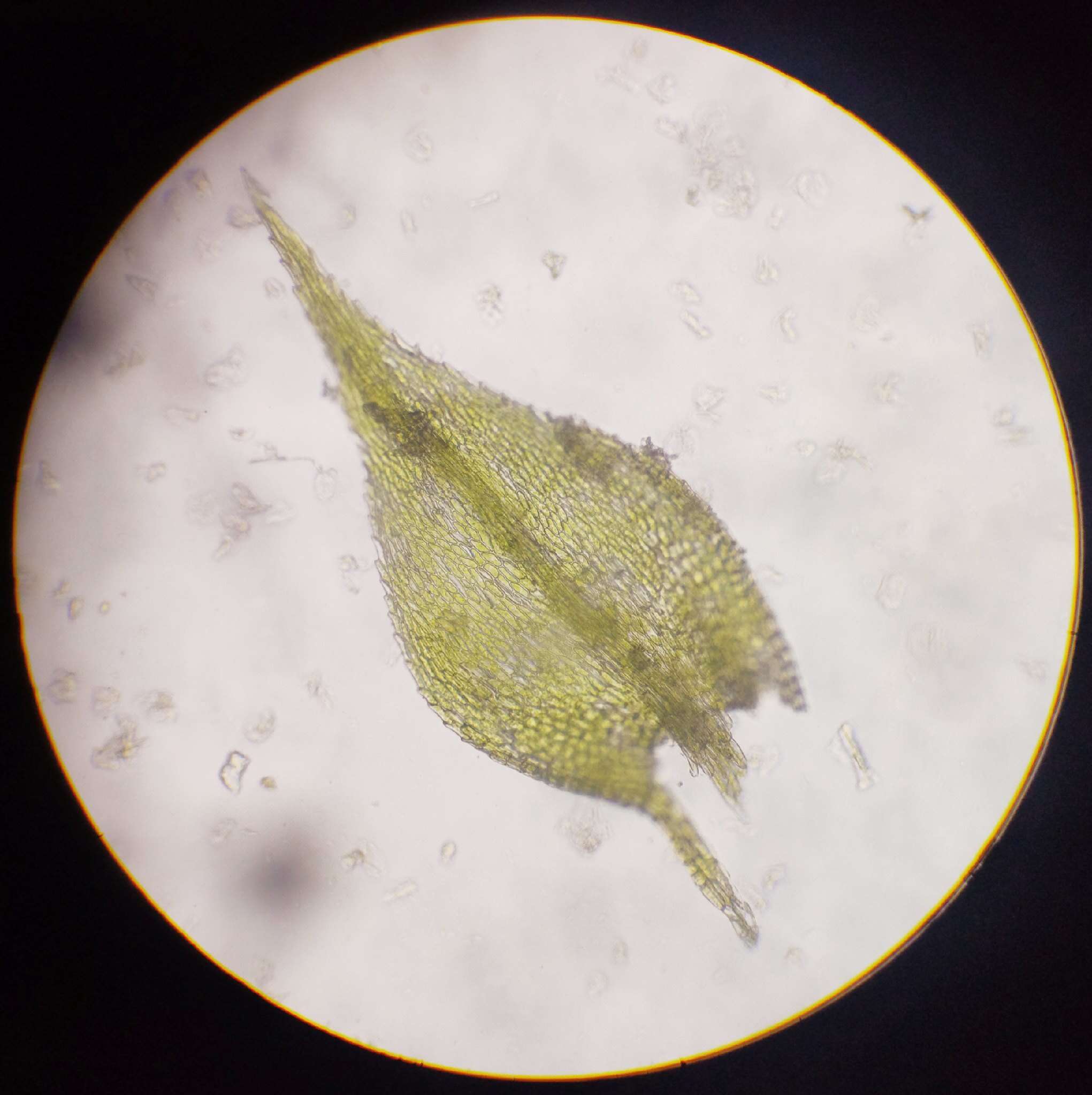 Image of Fern-leaved Hook Moss