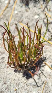 Image of Centella caespitosa Adamson