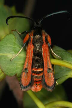 Image de Chamaesphecia anthraciformis Rambur 1832