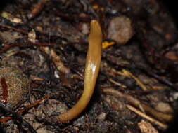 Image of Olive earthtongue