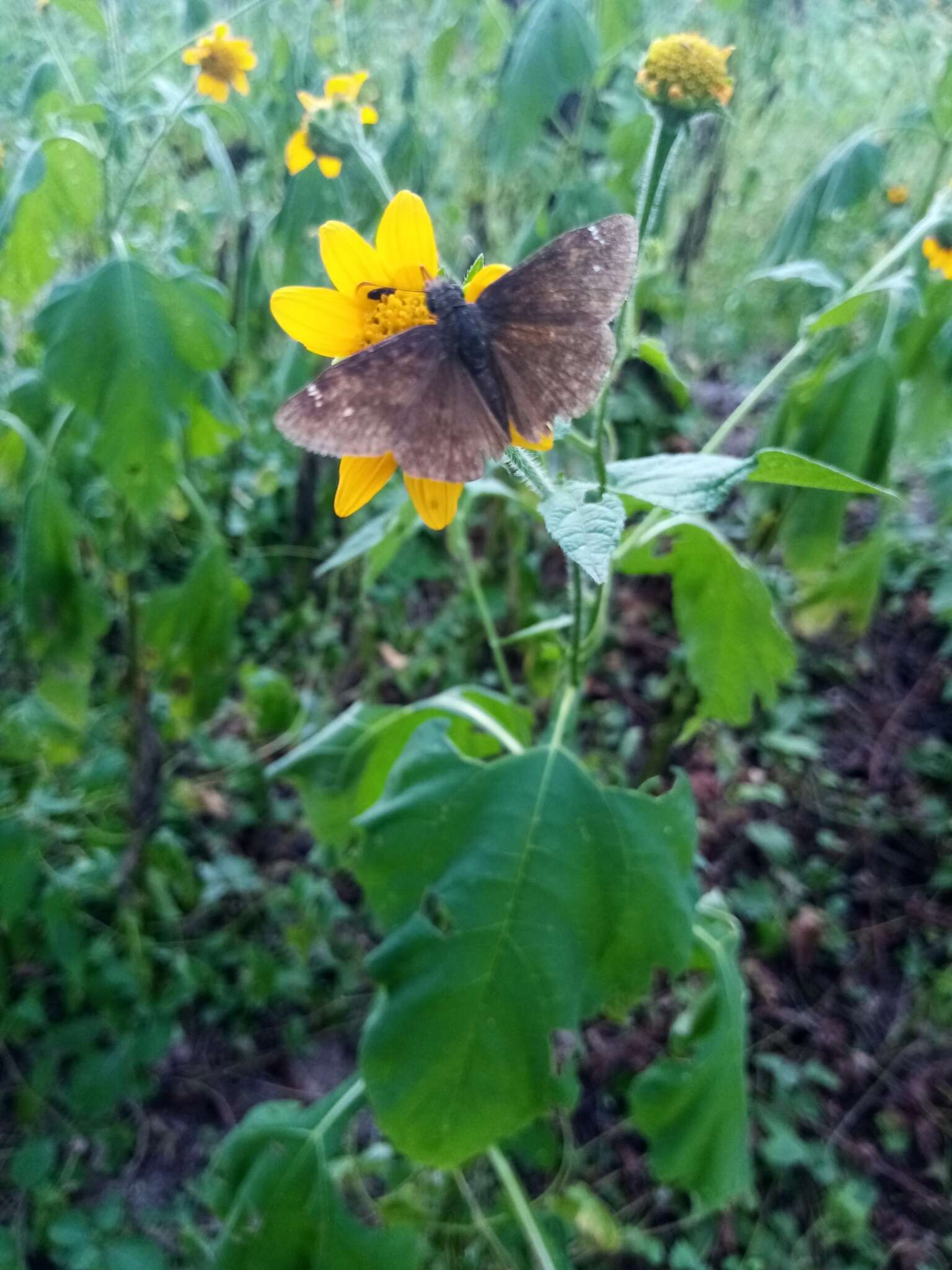 Erynnis afranius Lintner 1878的圖片