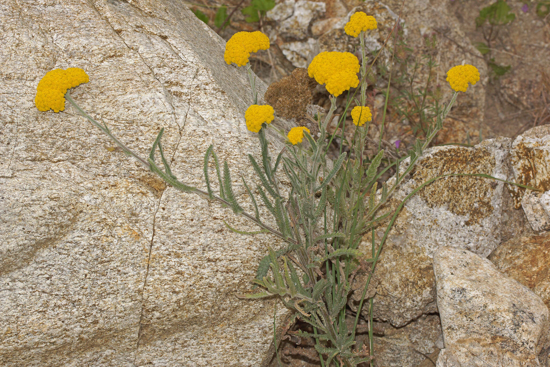 Achillea coarctata Poir.的圖片