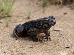 صورة Sclerophrys pusilla (Mertens 1937)