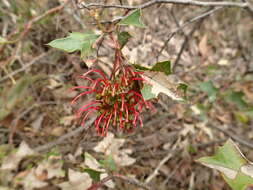 Image of Brisbane Ranges Grevillea