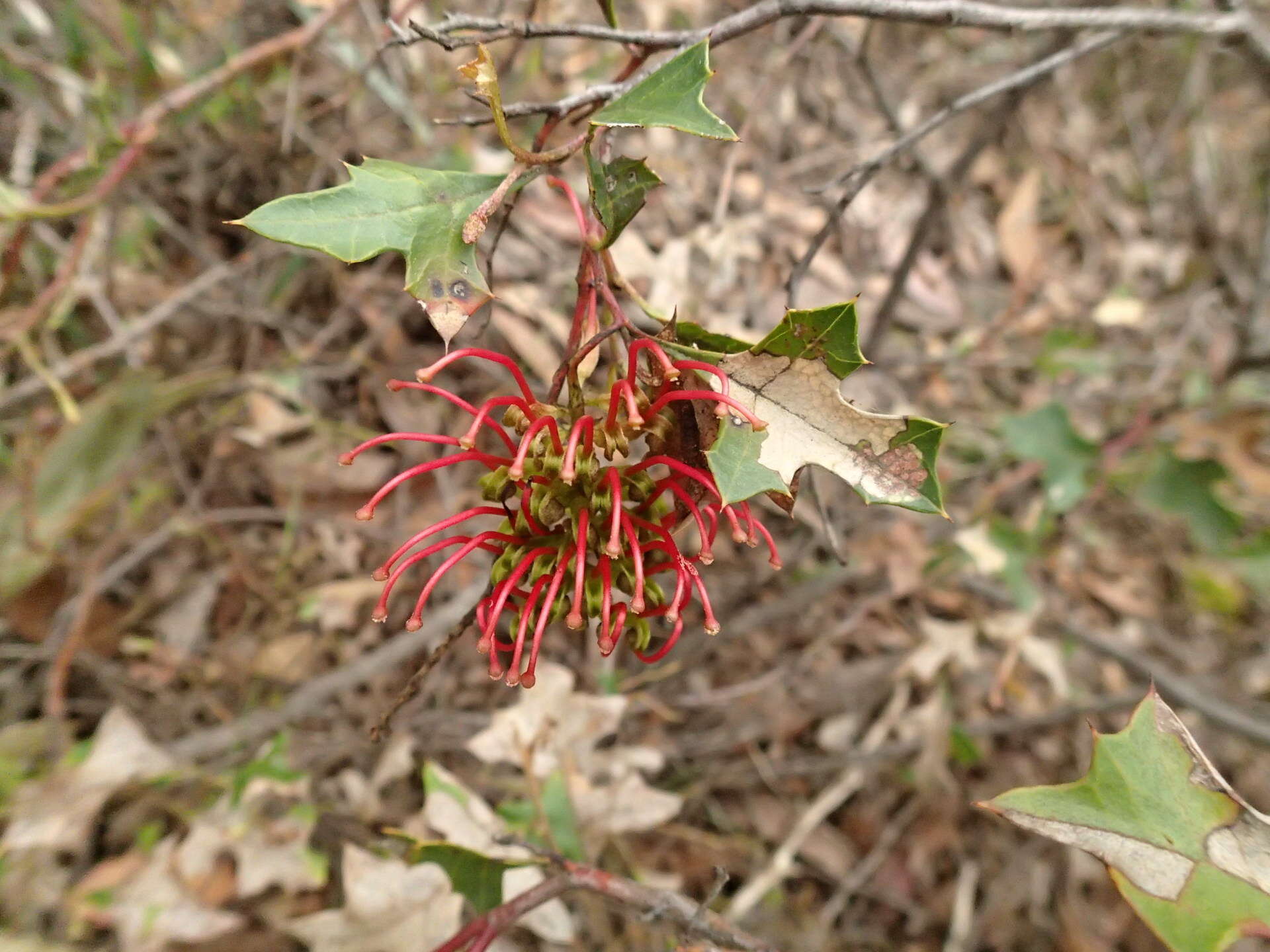 Plancia ëd Grevillea steiglitziana N. A. Wakefield