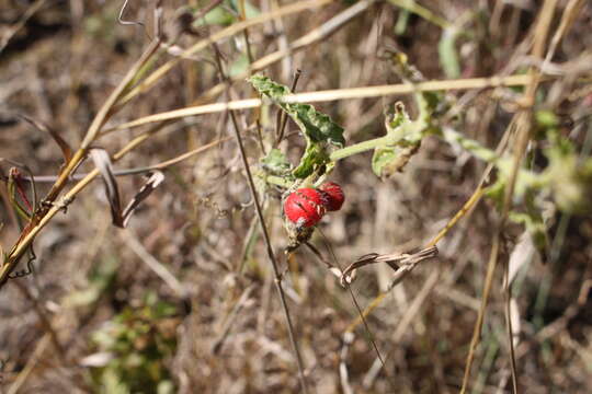 Image of Cucumis althaeoides (Ser.) P. Sebastian & I. Telford