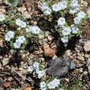 Image of desert cryptantha