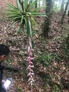 Image of Tillandsia eizii L. B. Sm.