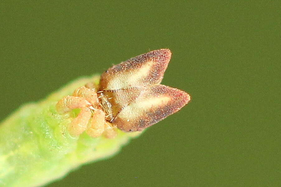 Image of bilberry emerald