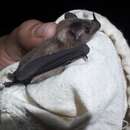 Image of Gray Long-tongued Bat