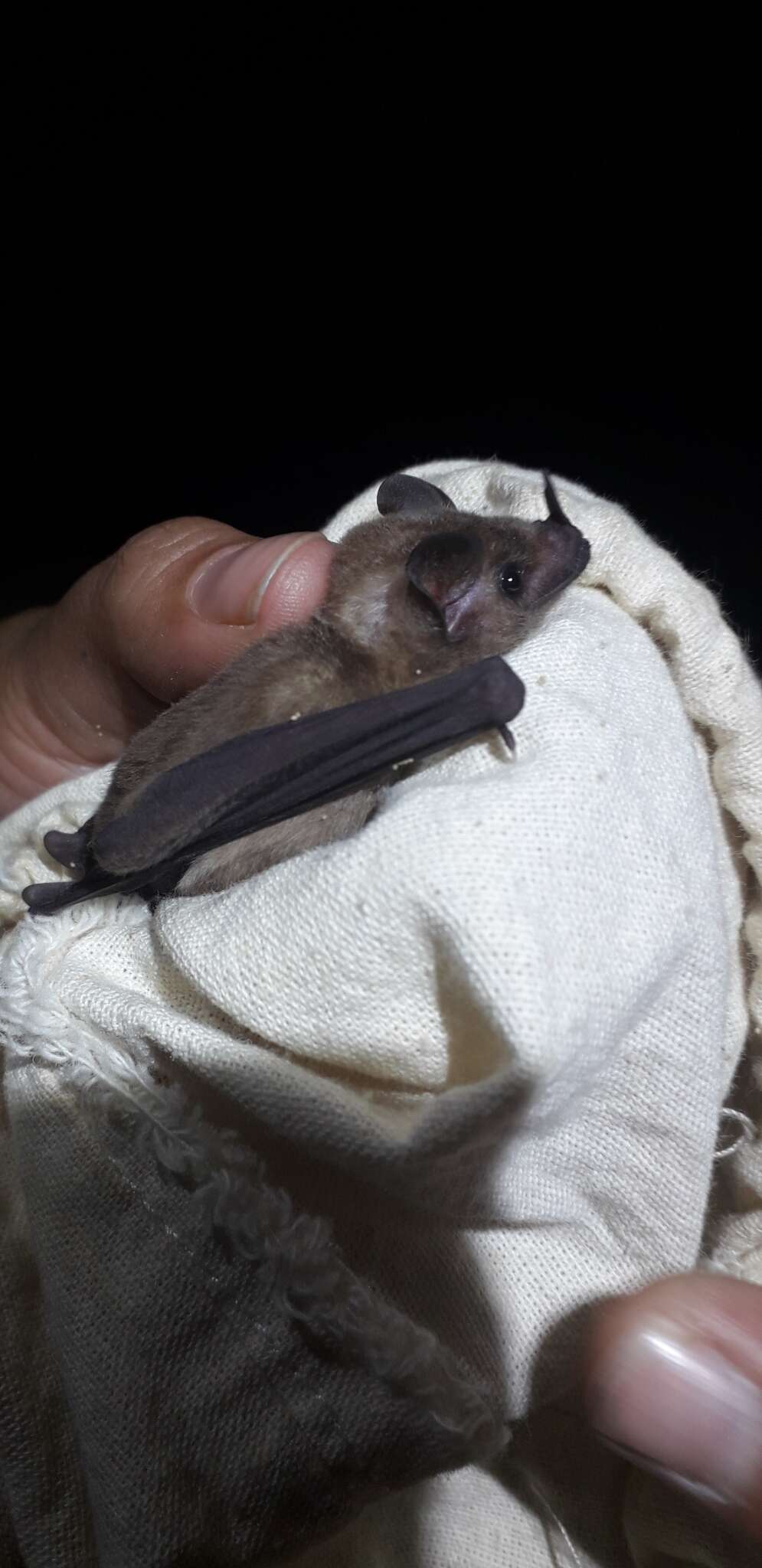 Image of Gray Long-tongued Bat