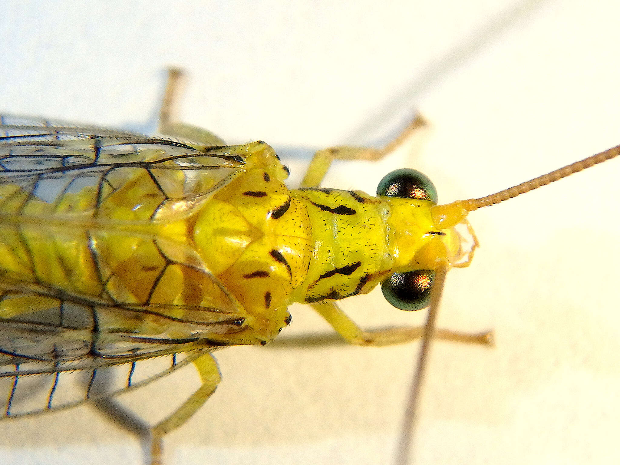 Image of Calochrysa