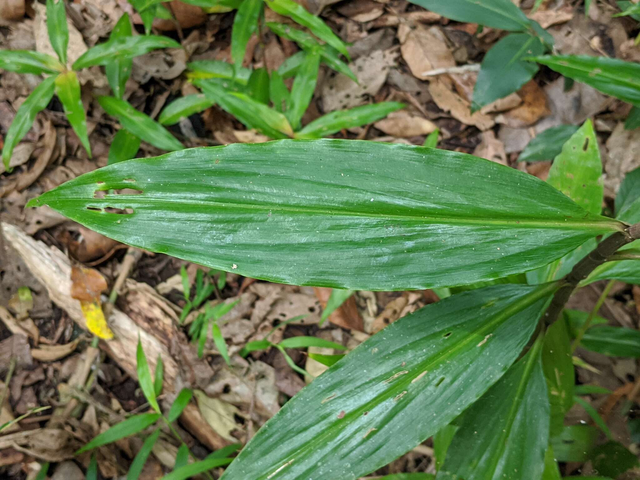 Слика од Pollia macrophylla (R. Br.) Benth.