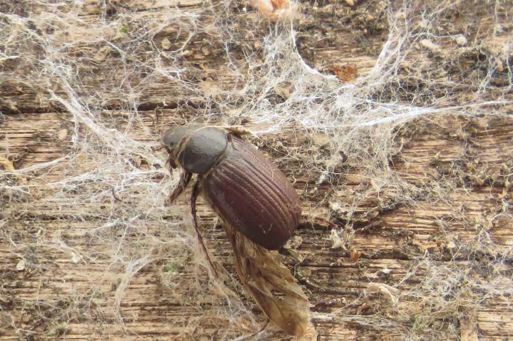 Imagem de Rhopaea magnicornis Blackburn 1888