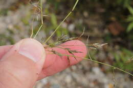 Imagem de Eragrostis pectinacea (Michx.) Nees