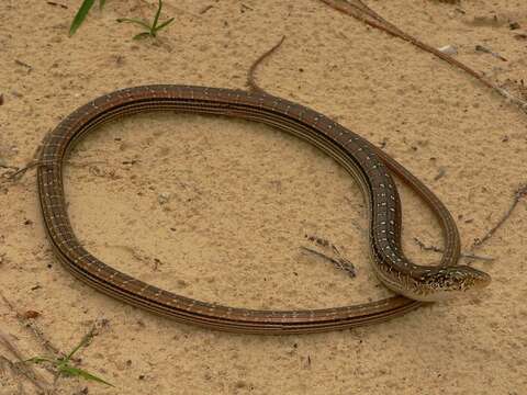 Ophisaurus attenuatus longicaudus Mcconkey 1952 resmi