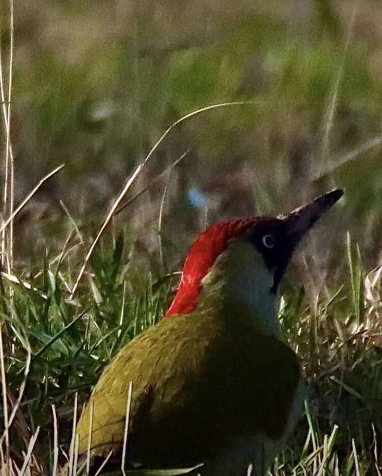 Image of Picus viridis viridis Linnaeus 1758