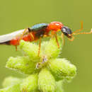 Image of Paederus mexicanus Erichson 1840