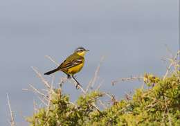 Motacilla flava flava Linnaeus 1758 resmi