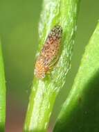 Image of Psyllid