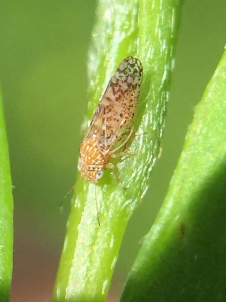 Image of Psyllid