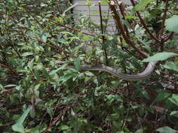 Image of Sonoran Whipsnake