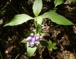 Image of limestone wild petunia