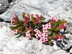 Image of Erica fastigiata var. fastigiata