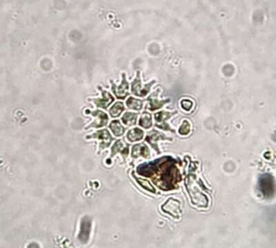 صورة Pseudopediastrum