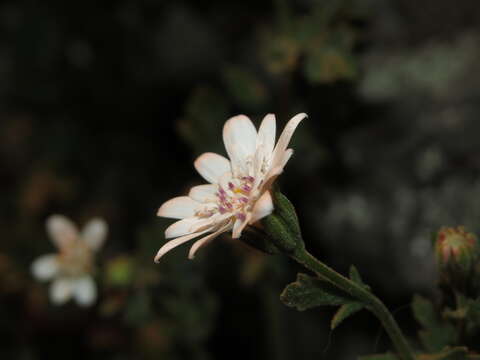 Image de Leucheria cantillanensis