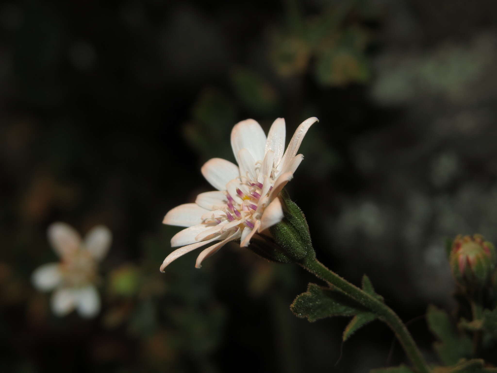 Leucheria cantillanensis resmi