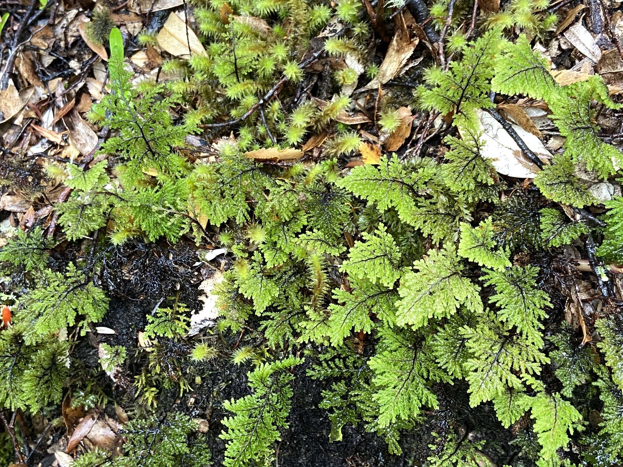 Imagem de Hymenophyllum dentatum Cav.