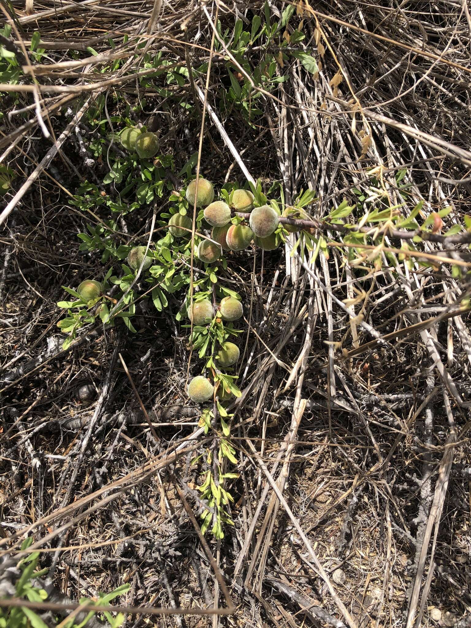 Image of desert almond