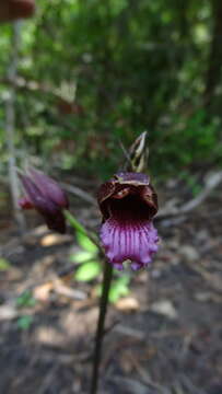 Image of Eulophia nuda Lindl.