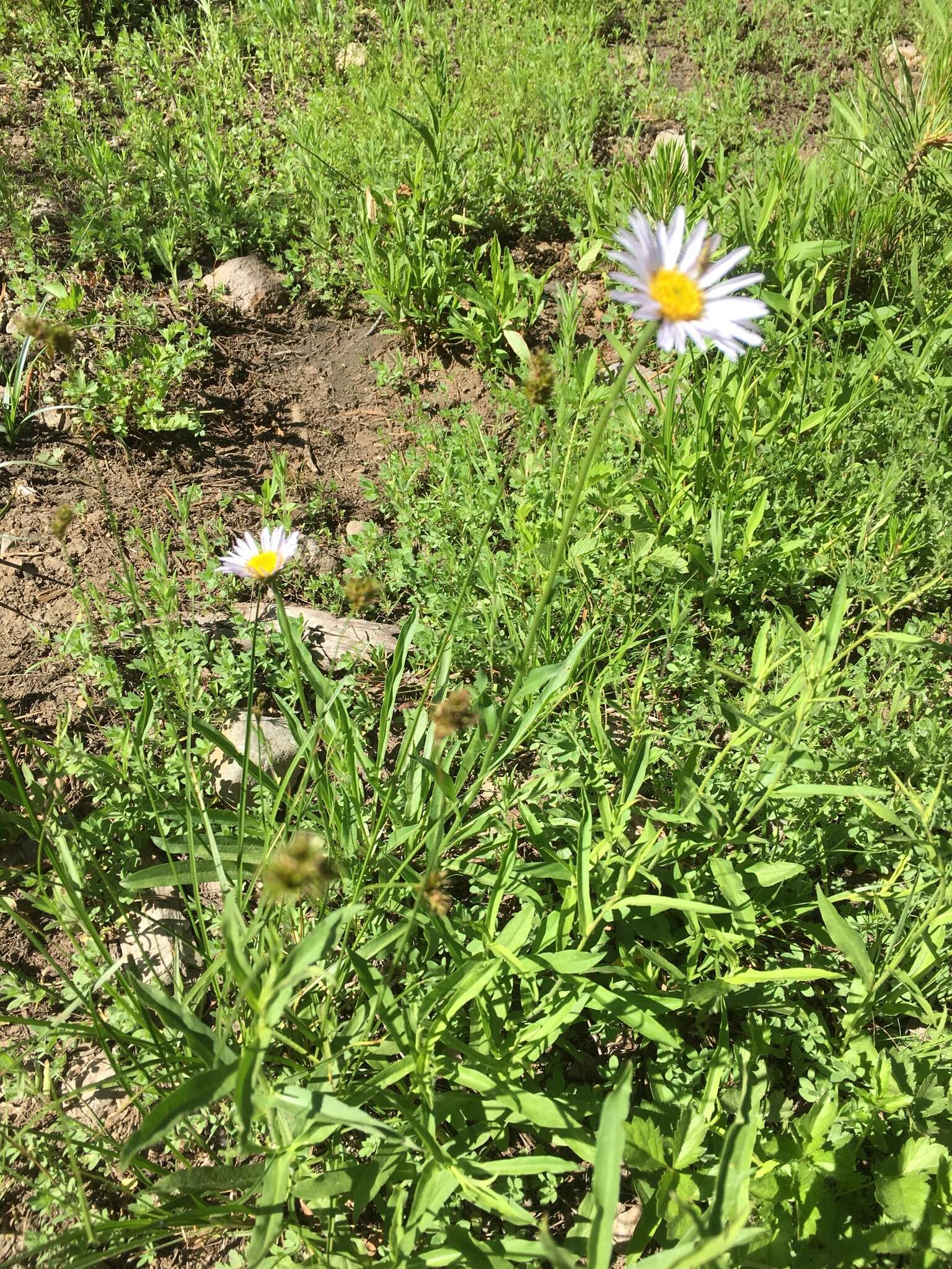 Image of Glacier Fleabane