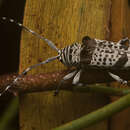 Image of Disterna maculata (McKeown 1938)