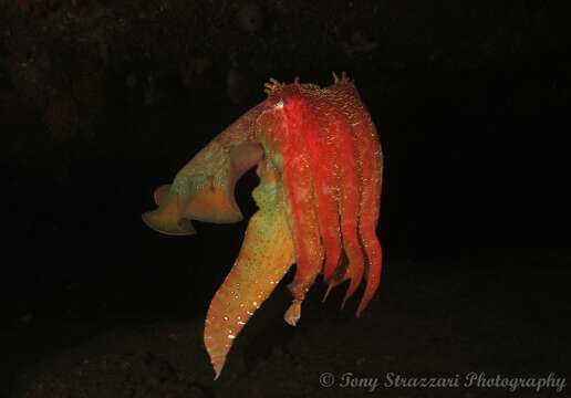 Image of Giant Australian Cuttlefish