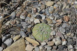 Image of Sand Dollar Cactus